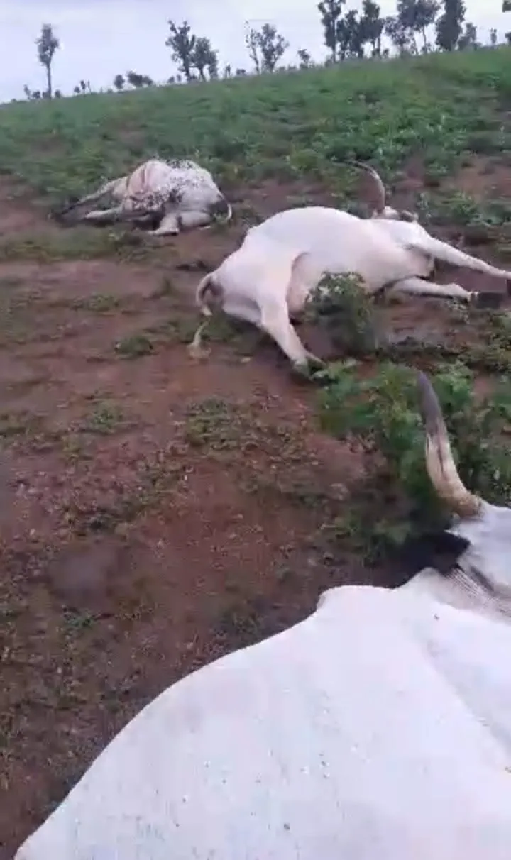 Herder collapses as 42 cows die in FCT community