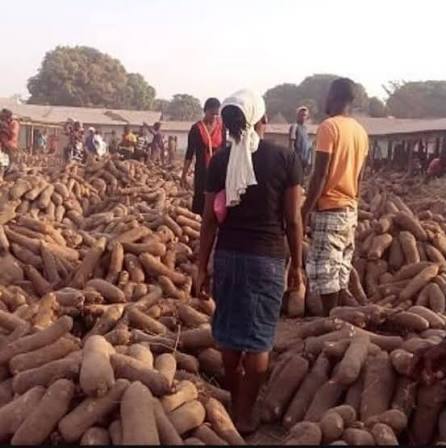 Benue State: The Food Basket of the Nation and Why Governments Must Secure Farmers and Farmlands