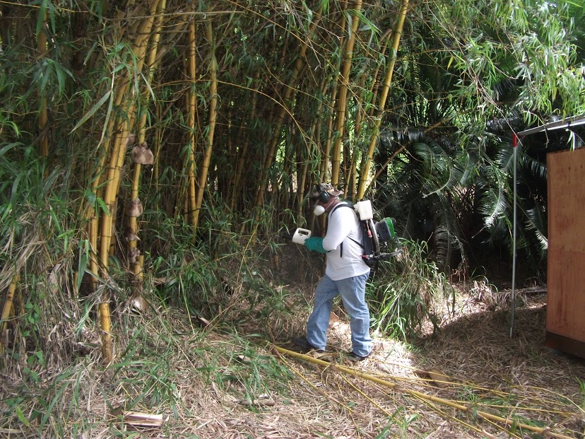 Health worker inspecting yard for standing water and mosquito breeding sites